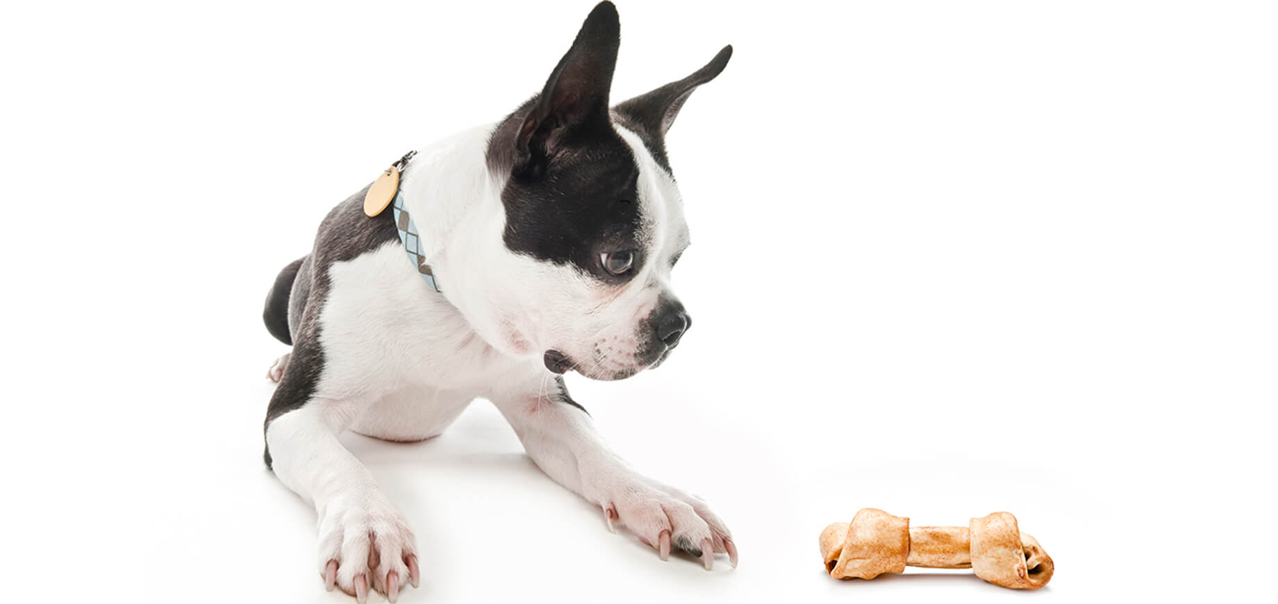 Calcium, phosphorus and your dog