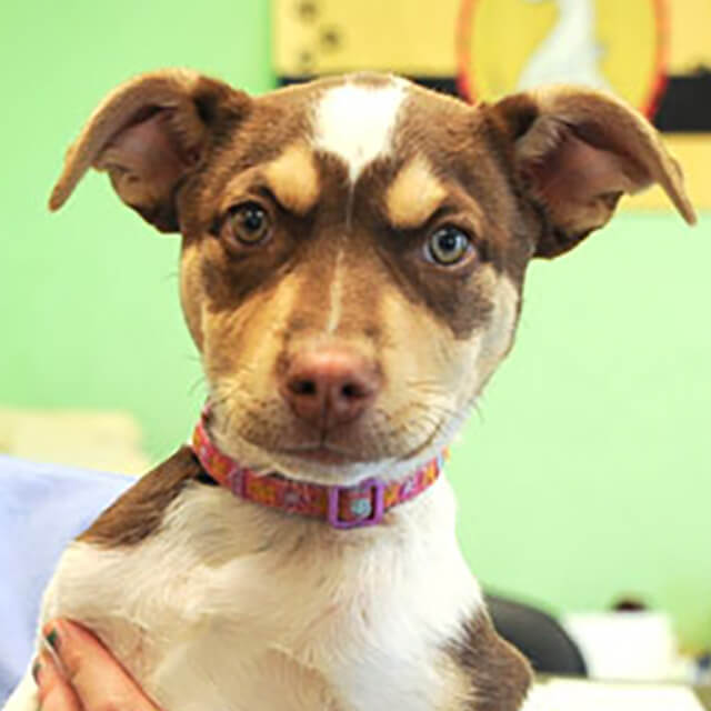 Dog Care: Canine Colds