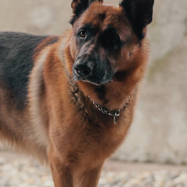 Finding a good breeder