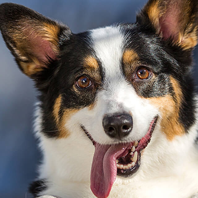 Looking after your puppy’s paws