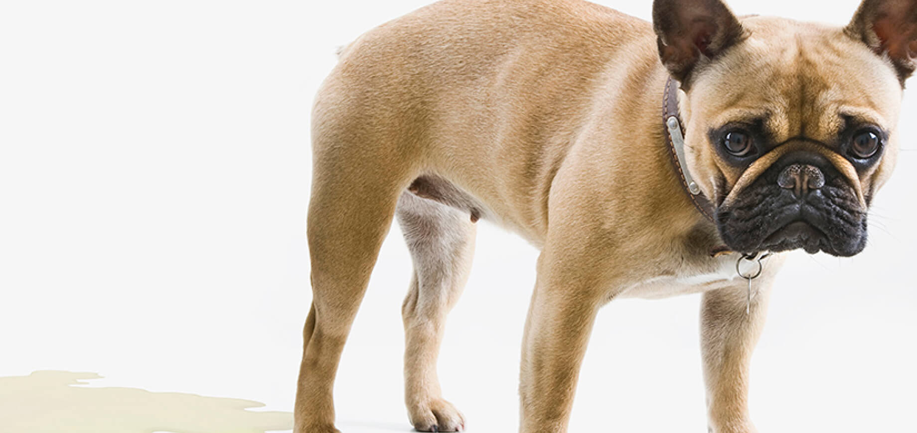 Puppy Care: Exercise Guide