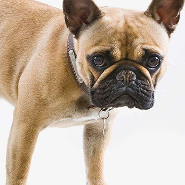 Puppy Care: Exercise Guide