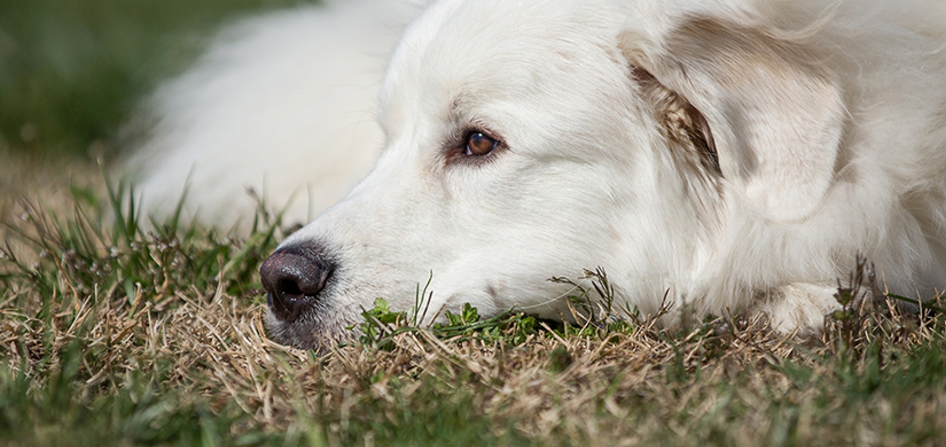 Taking Care of your Pets Oral Health