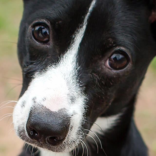 Could your puppy be overweight?