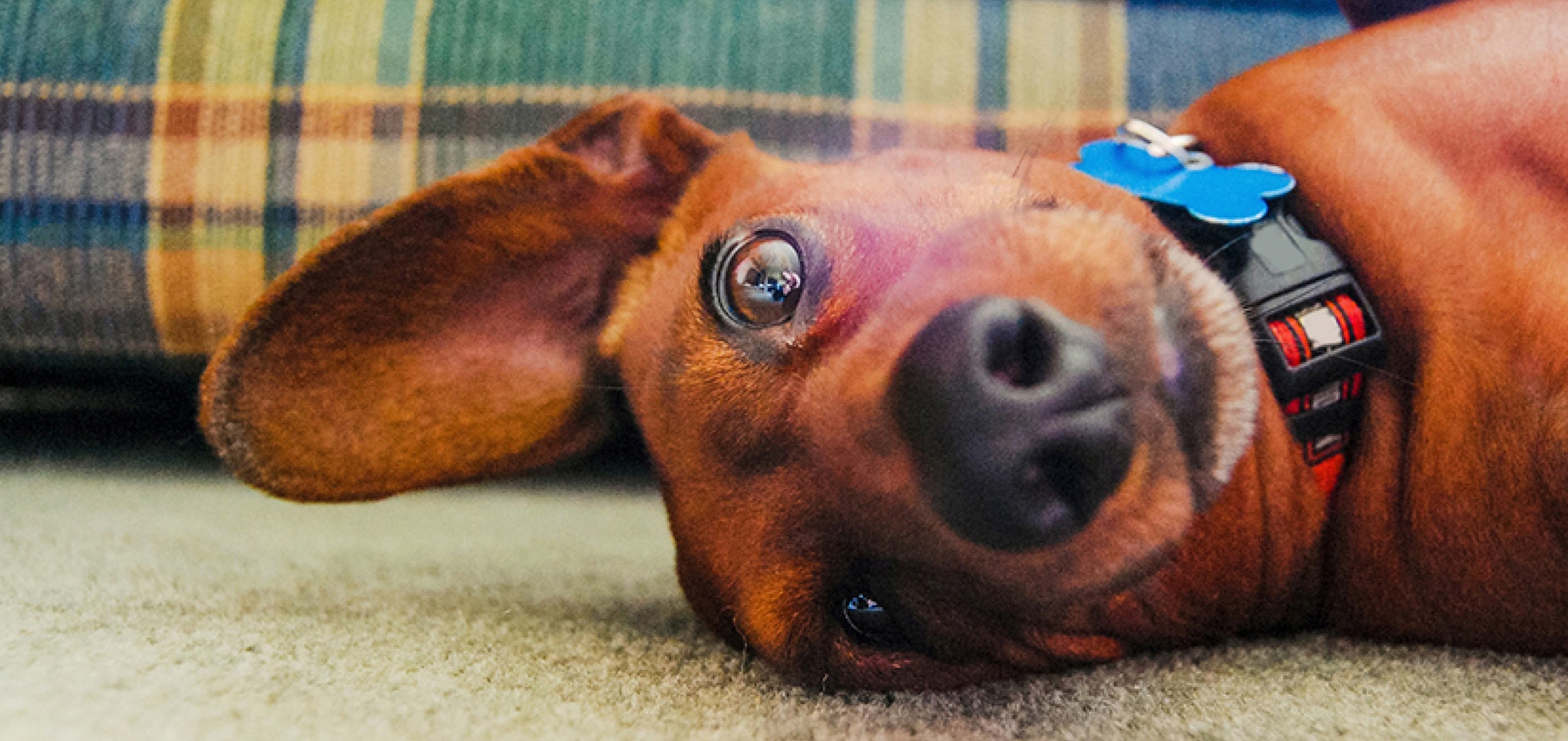 Giving your dog or puppy a bath