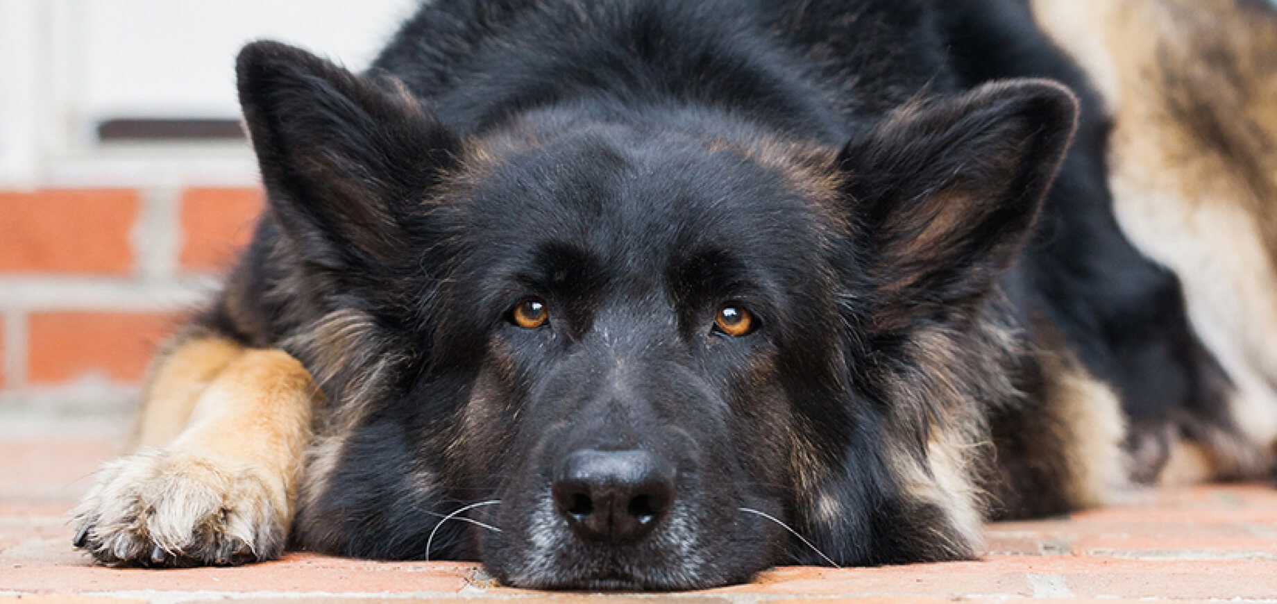 How to wean a puppy?