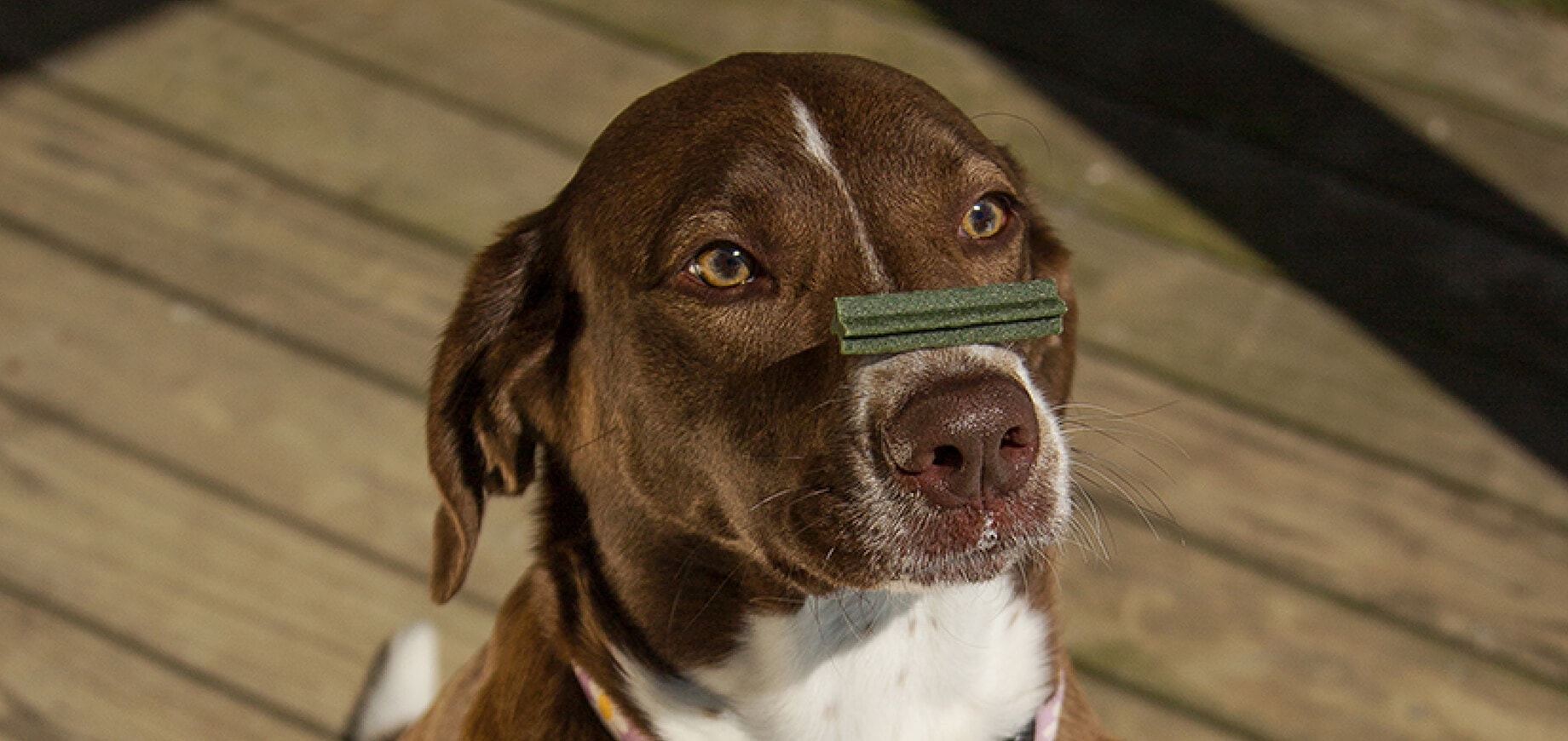 How to brush your dog’s teeth