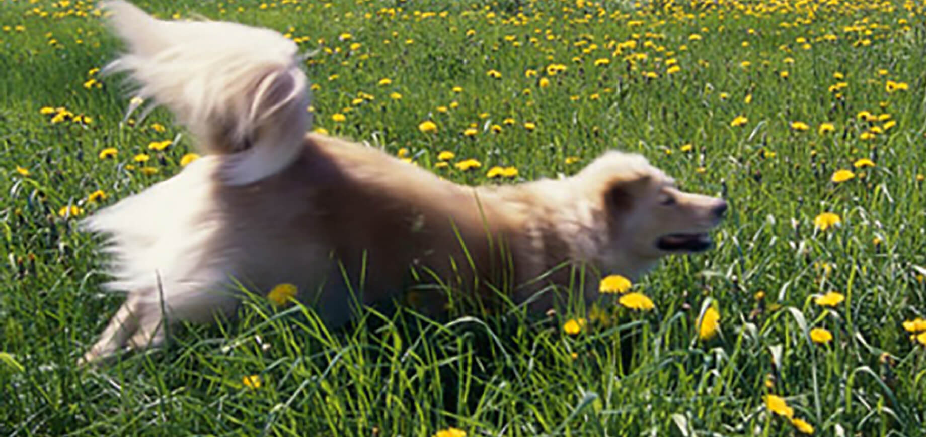 Socialising your puppy