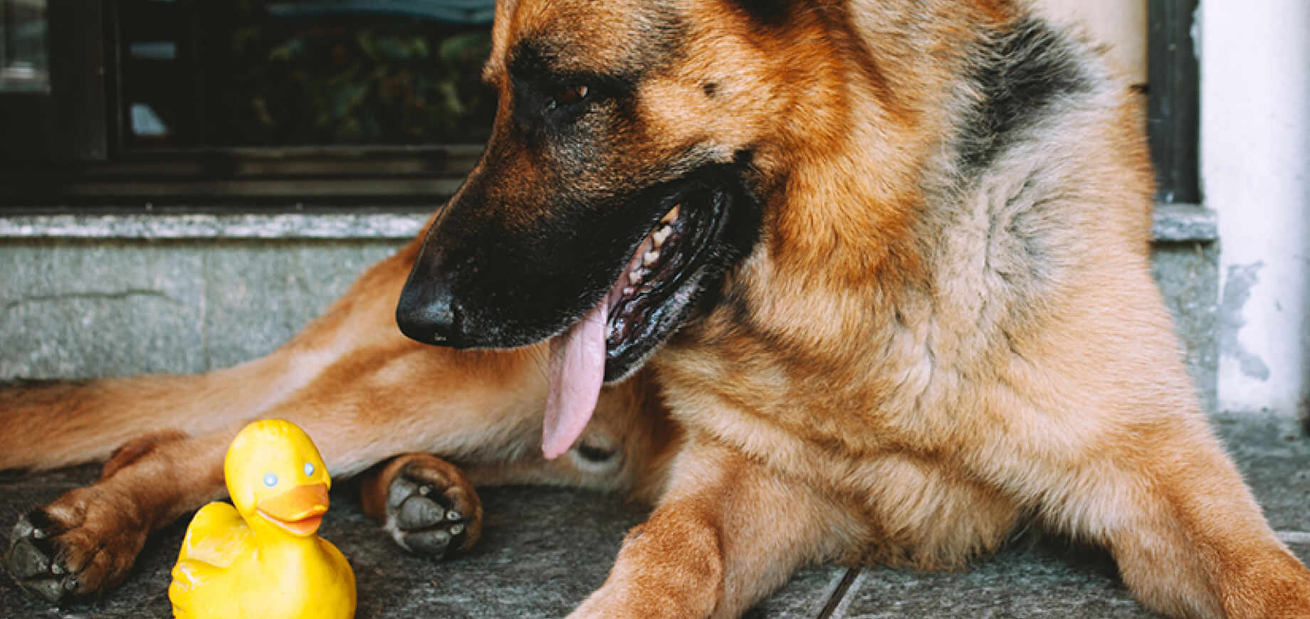 Stop your dog straying away from home