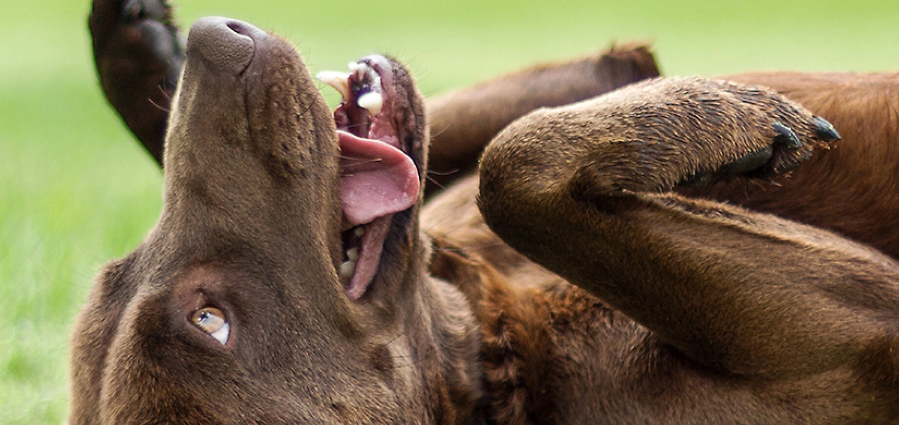 How to deworm my dog?