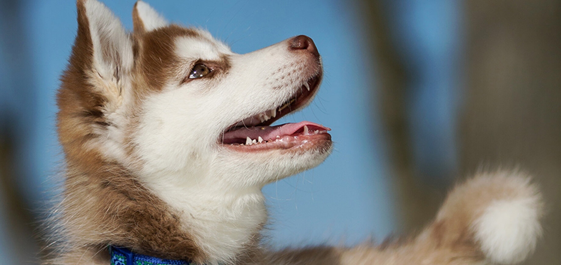 Cách Ngăn Chó Rượt Đuổi: 6 Cách Ngăn Chó Rượt Đuổi