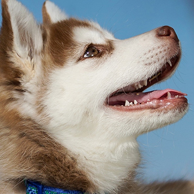 How to recognise common illnesses?