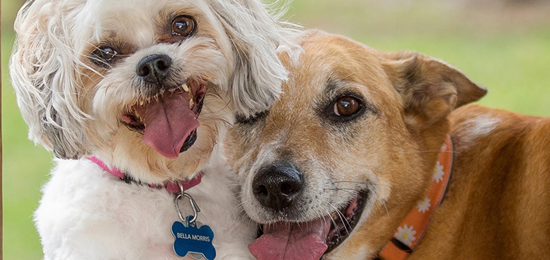 Stop your dog or puppy chewing