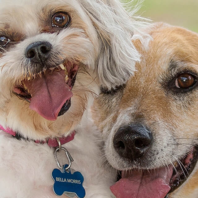 Stop your dog or puppy chewing