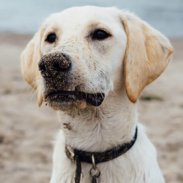Introducing my new dog to my cat
