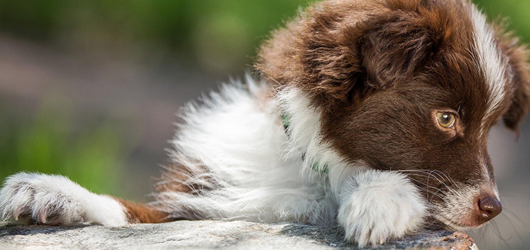 Which vitamins does your dog need?