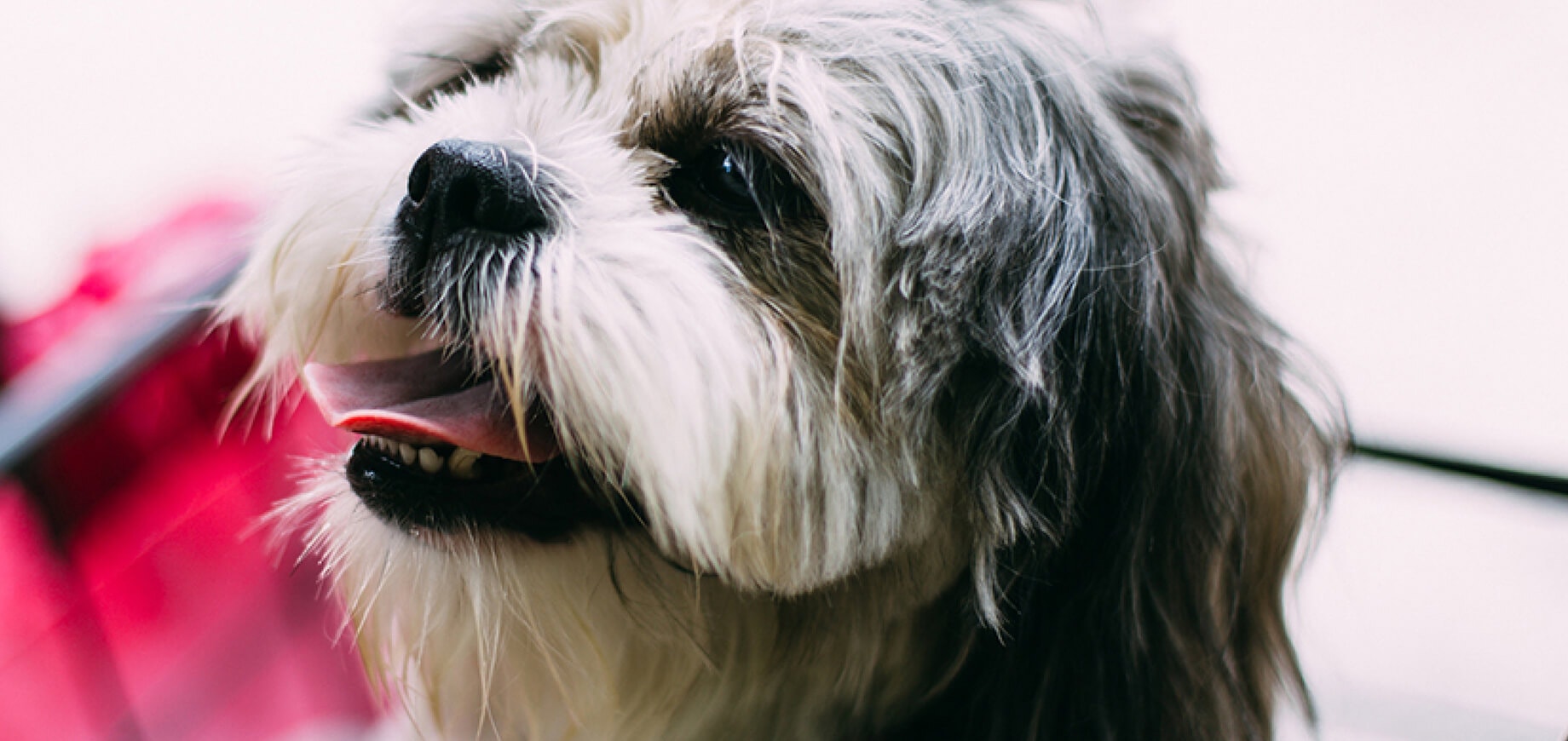 Giving your dog medication