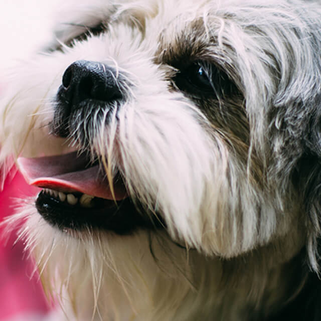 Vaccination Recommendation for your dog