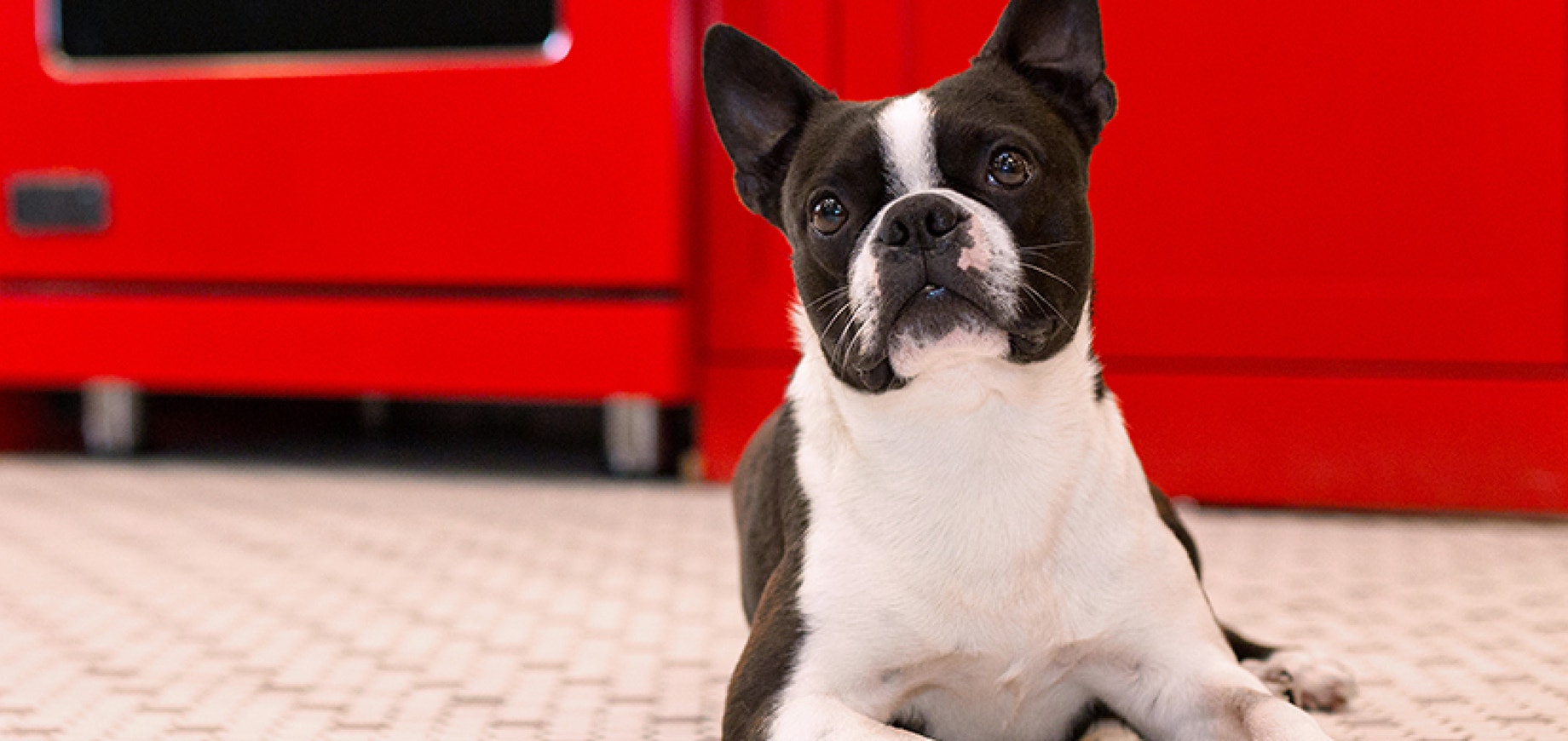 Feeding your dog or puppy