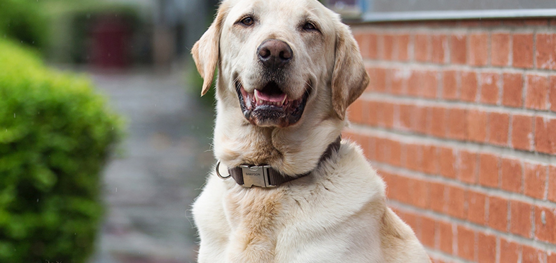 Taking your dog’s temperature