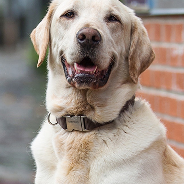 Taking your dog’s temperature