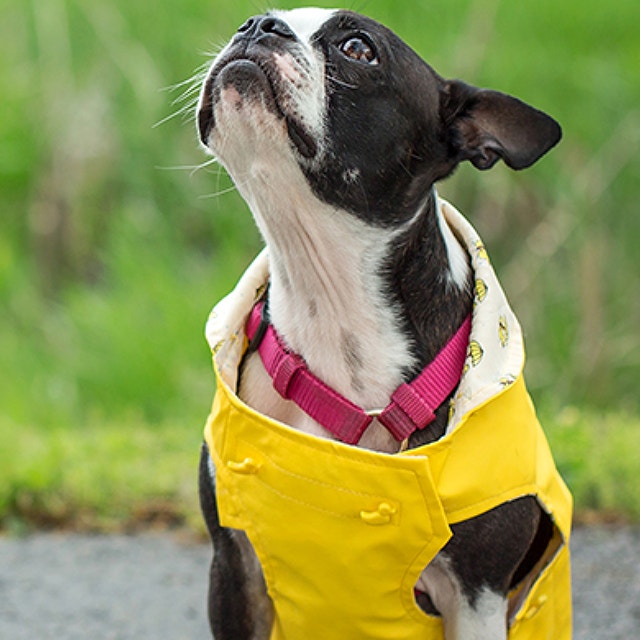 First Aid for your pet