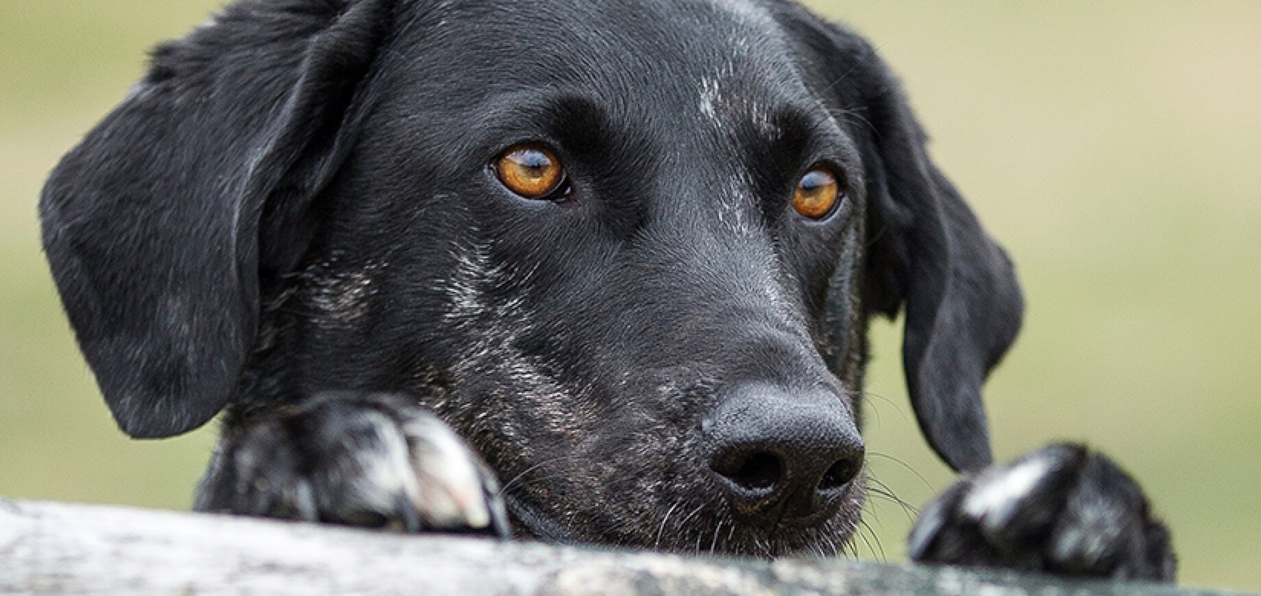 Preparing to Bring Home a New Rescue Dog