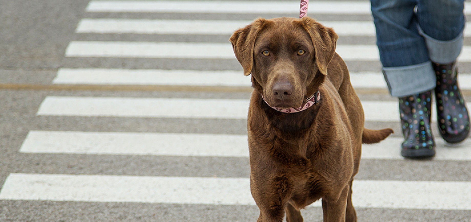 Do High Level of Protein in Diet Cause Aggression and Kidney Failure In Pets