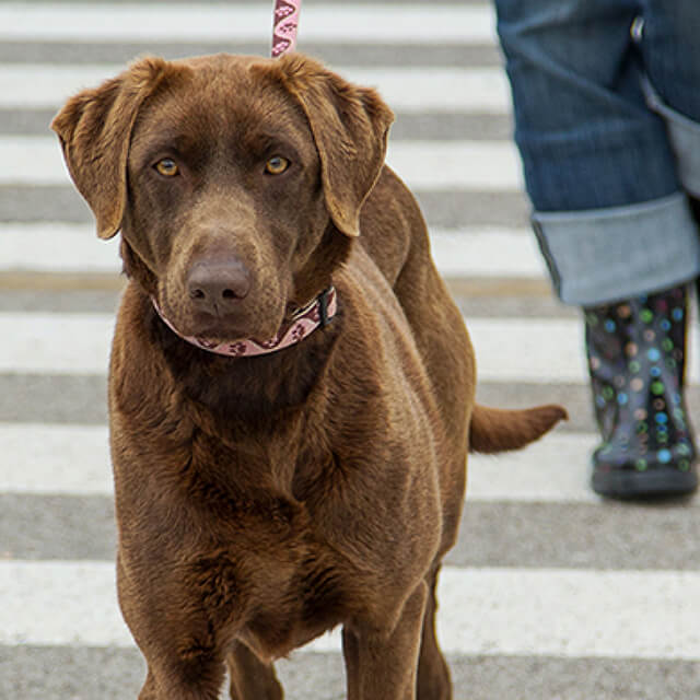A Balanced Diet For Fast Growing Puppies