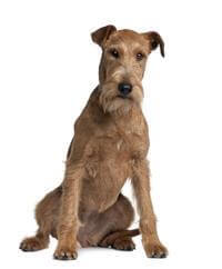 Irish Terrier