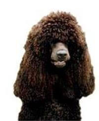 Irish Water Spaniel