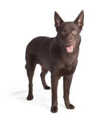 Australian Kelpie
