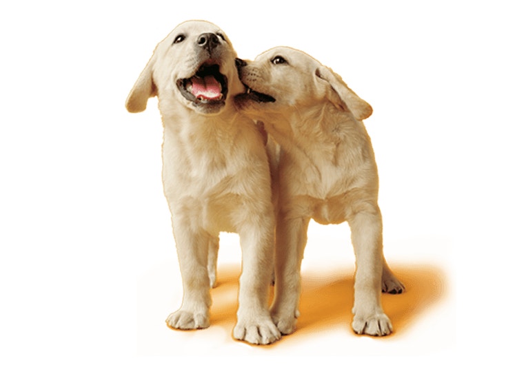 Yellow Labrador Puppies