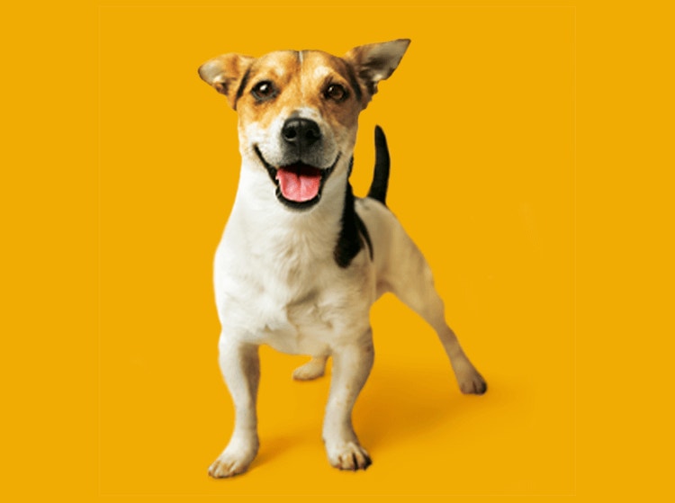 Jack Russell Terrier
