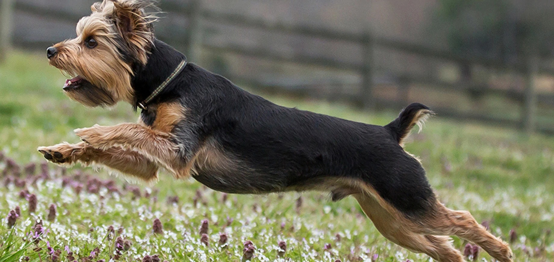 Dấu hiệu, triệu chứng chó bị dị ứng và cách chữa bệnh