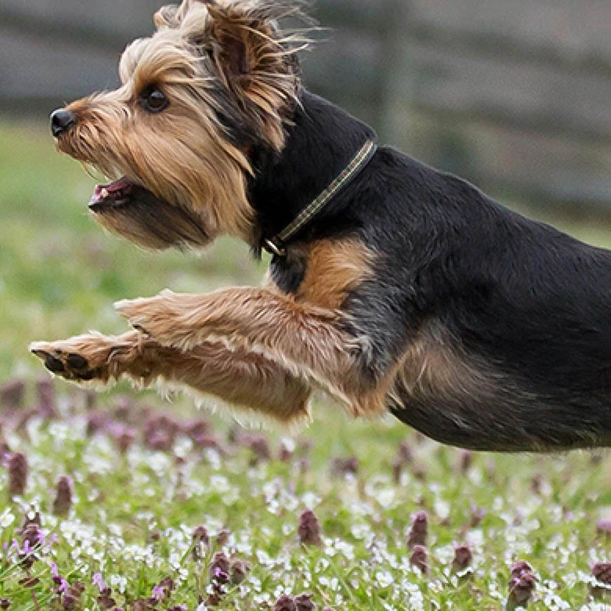 Dấu hiệu, triệu chứng chó bị dị ứng và cách chữa bệnh