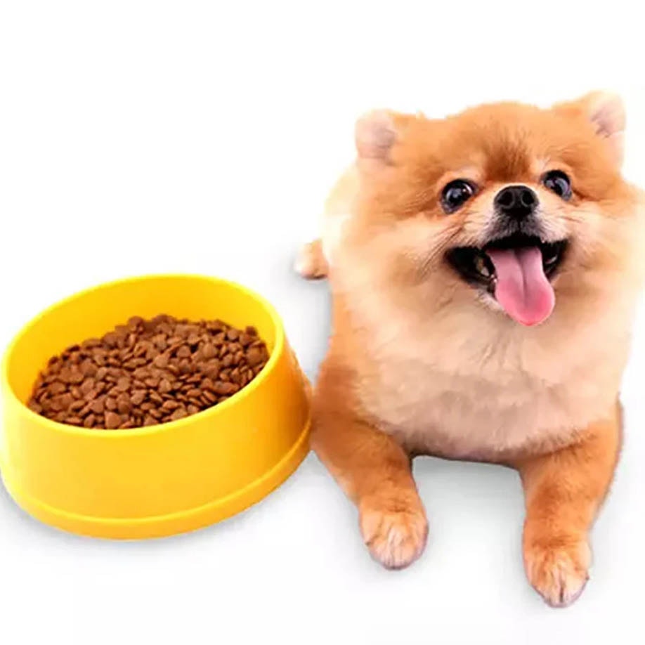 Nên làm gì khi chó không chịu ăn?