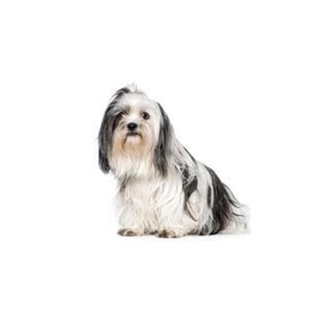 shih-tzu