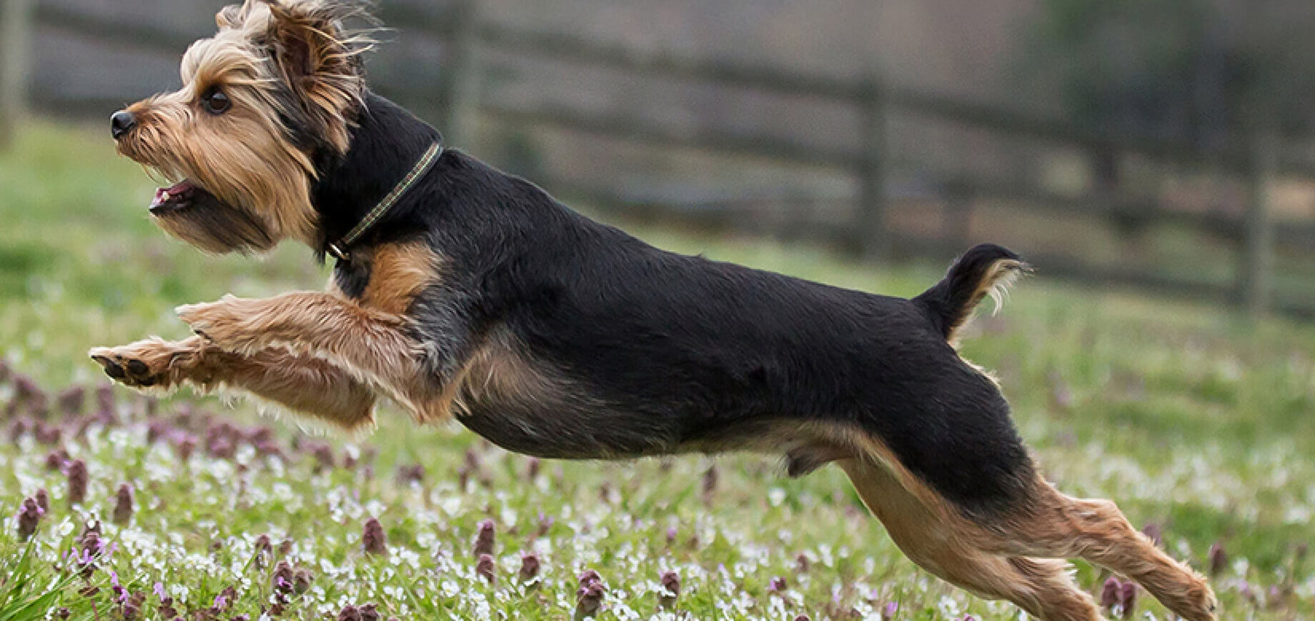 10 Trò Chơi Cho Chó Hay Nhất: Tăng Cường Gắn Kết Với Chó Cưng Qua Các Trò Chơi Vui Nhộn