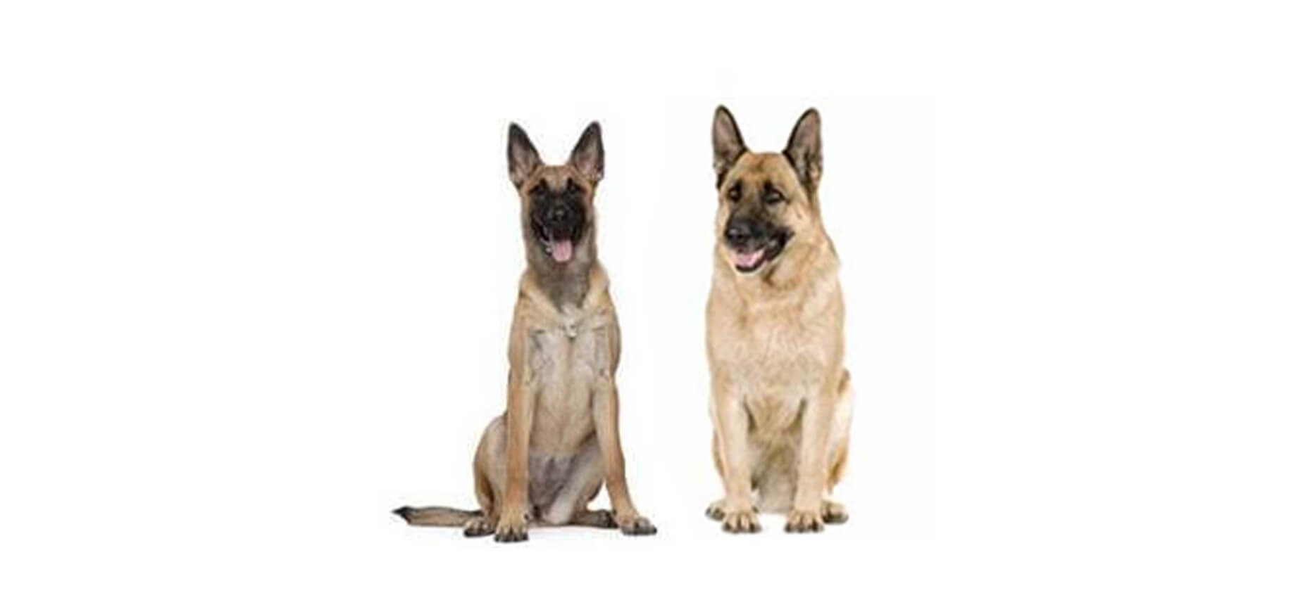 Chó Malinois Bỉ Và Chó Chăn Cừu Đức: So Sánh Hai Giống Chó Lao Động Giống Nhau