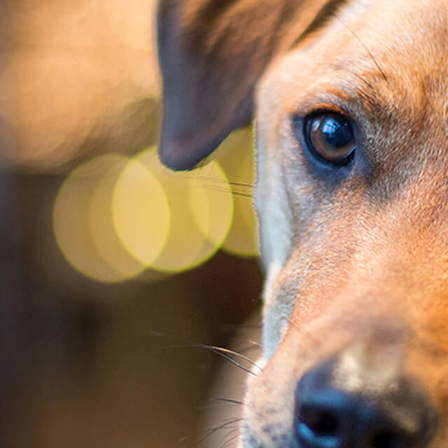 Tất Cả Những Gì Bạn Cần Biết Về Nỗi Sợ Xa Cách Ở Chó