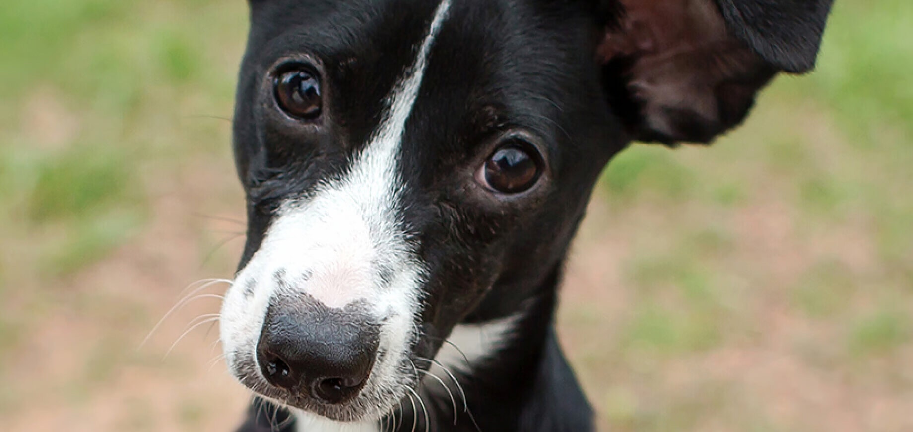 Cách Dạy Chó Con Đi Vệ Sinh: Dạy Chó Con Vệ Sinh Đúng Chỗ