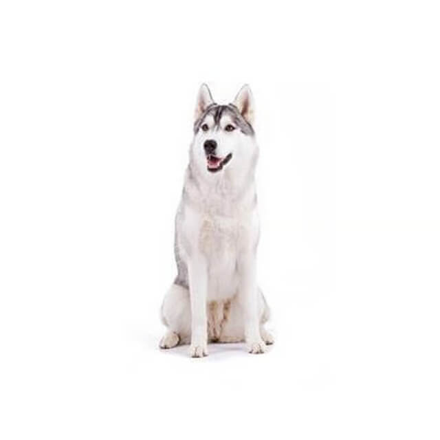 17 Loại Chó Husky Bạn Không Nên Bỏ Qua