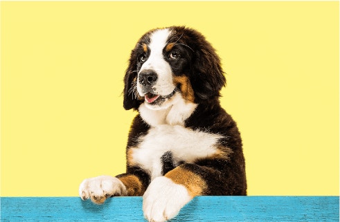 Dinh dưỡng cho cún: 3 nguồn Protein quan trọng