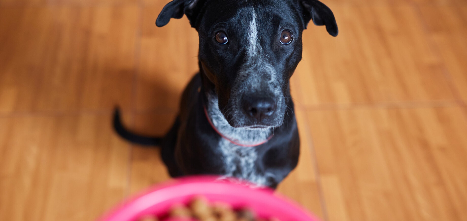 7 thành phần thức ăn cho chó không thể thiếu