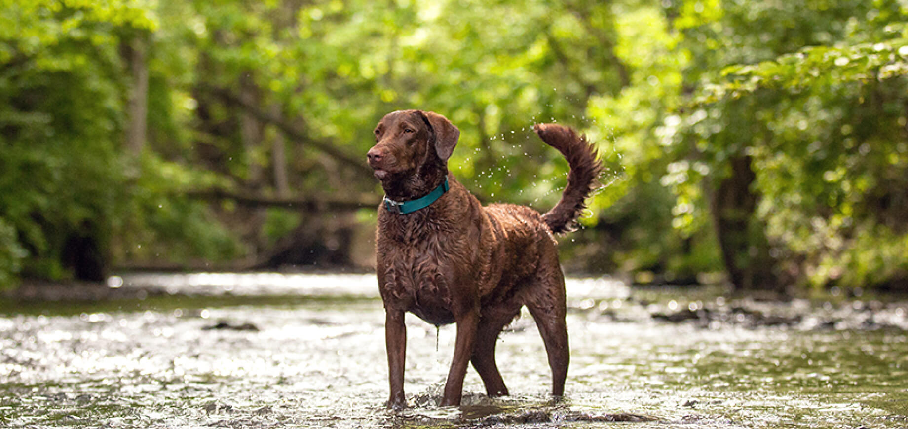 3 cách sử dụng clicker cho chó