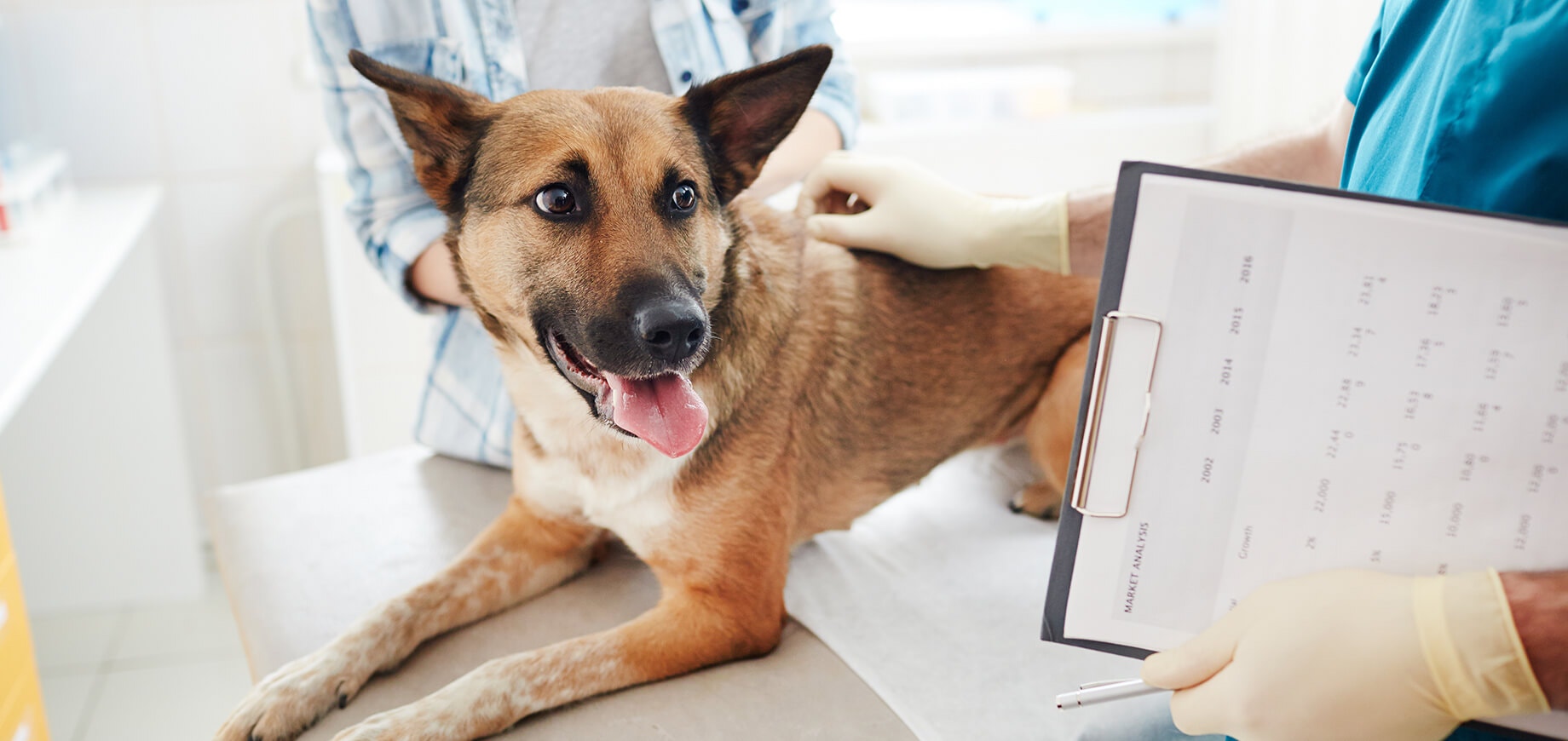 Bệnh Parvo ở Chó: Triệu chứng, Điều trị & Phòng ngừa