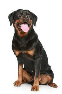 Chó Rottweiler