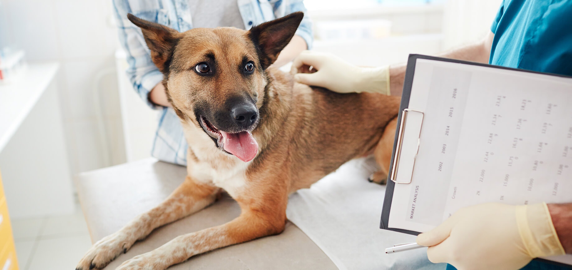 Tìm Hiểu các Triệu Chứng & Dấu Hiệu Chó Sắp Chết