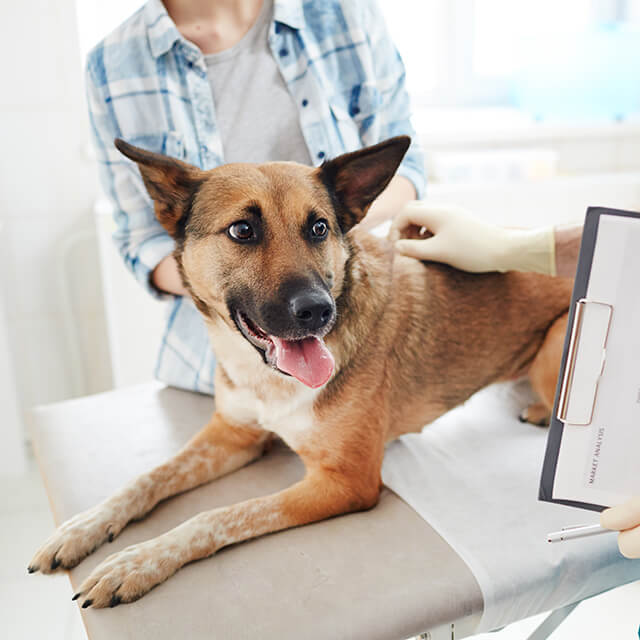 Tìm Hiểu các Triệu Chứng & Dấu Hiệu Chó Sắp Chết